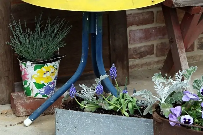 flowers in thrifty plant containers for Spring