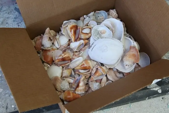 seashells picked up on the beach