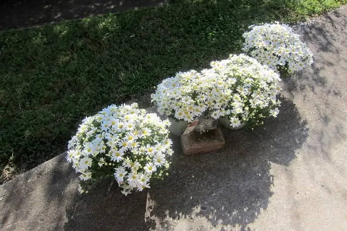 How To Decorate The Porch For Fall With Mums And Vintage Finds (5)