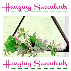 Hanging Succulents DIY Project