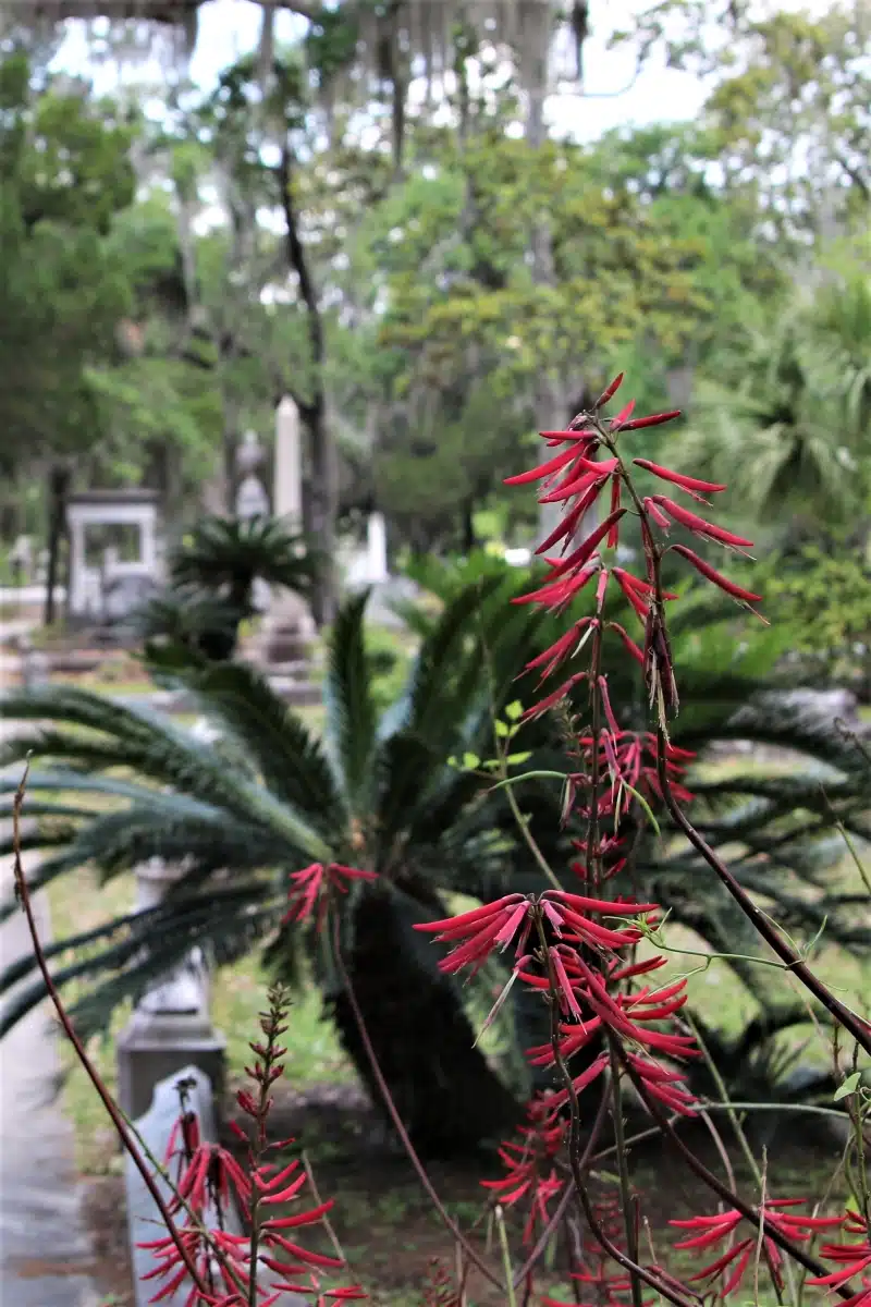 flowers and greenery at Bonaventure