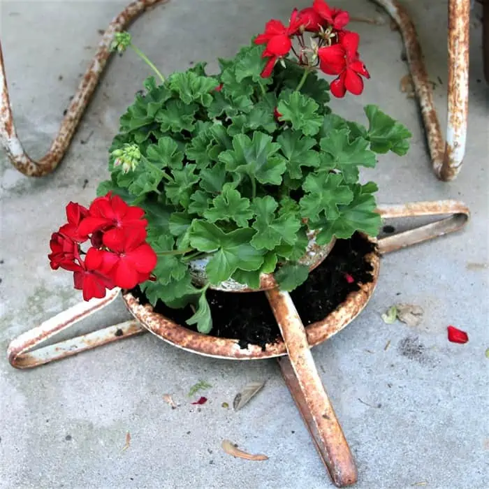 Christmas tree stand upcycled as a flower planter