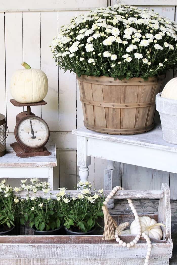 Display white pumpkins and white mums using vintage items and old baskets