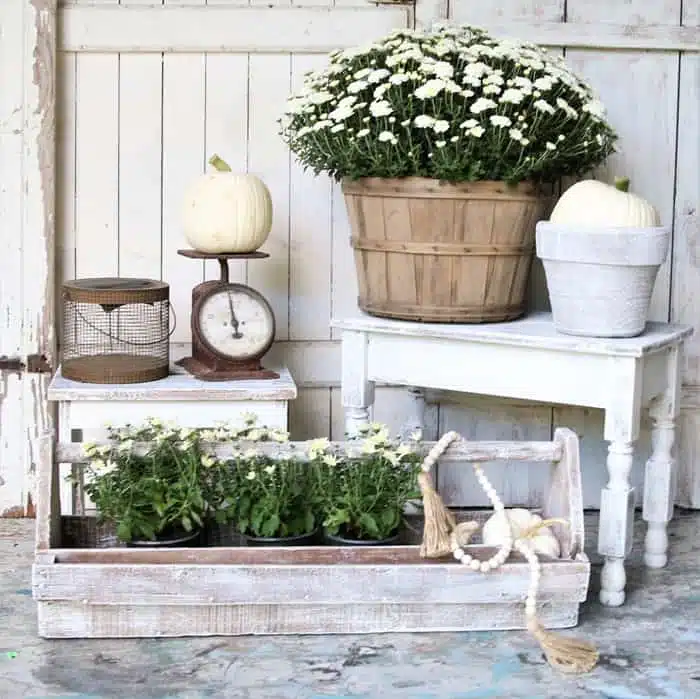 white pumpkin display