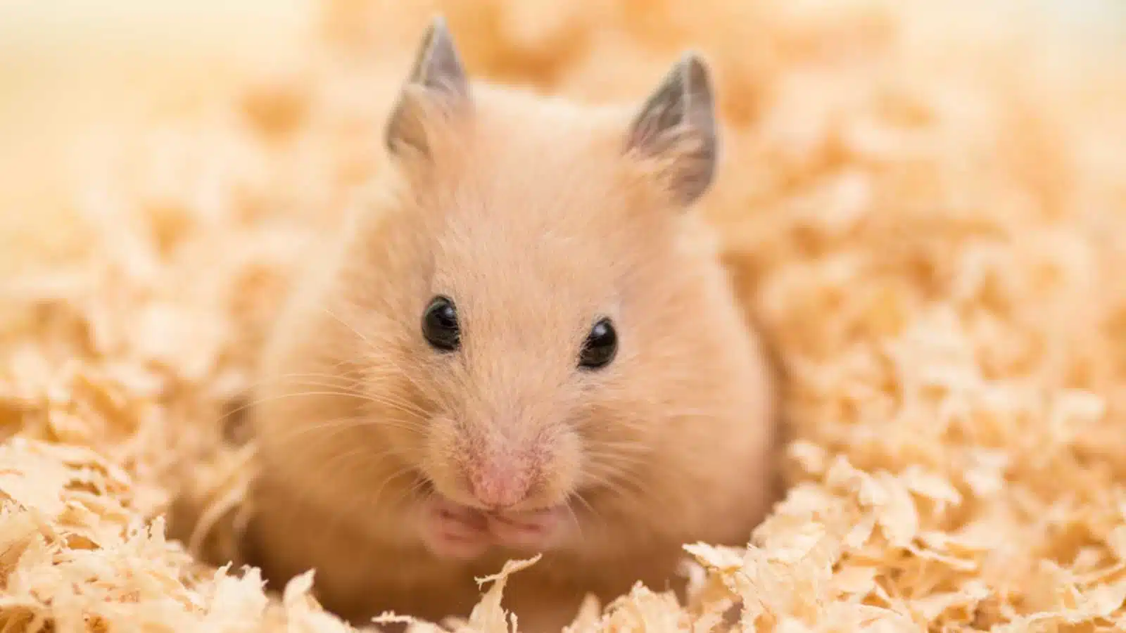 Golden Hamster on wooden chips