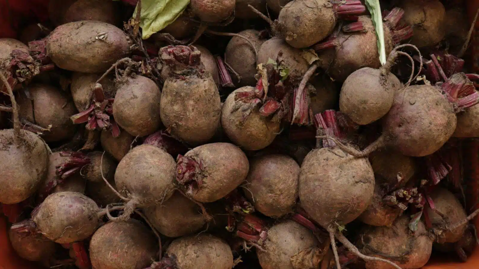 Beets