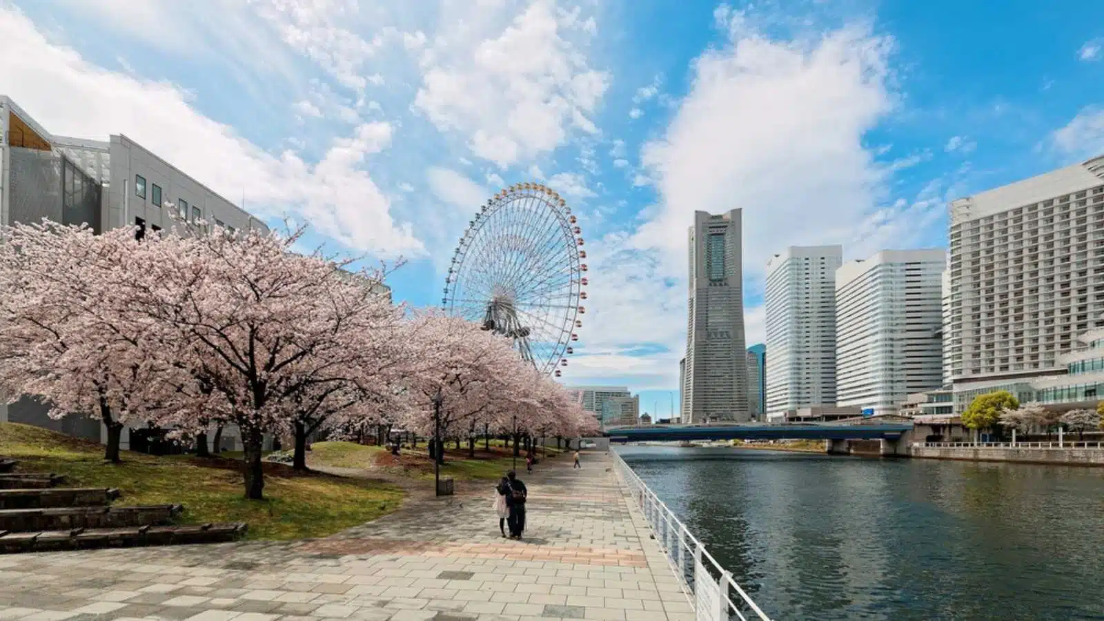 Spring scenery of Yokohama Minatomirai Bay area, with view of high rise skyscrapers in background, a giant Ferris wheel in the amusement park & beautiful sakura blossom trees along a seaside promenade