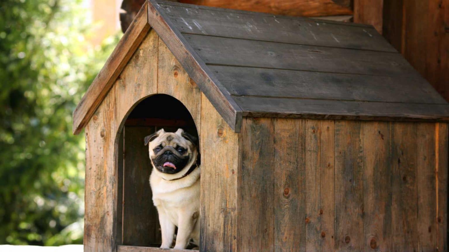Pet House