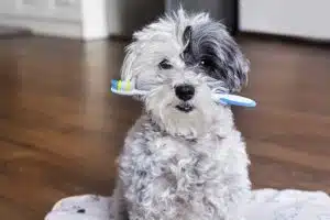 White poodle with toothbrush