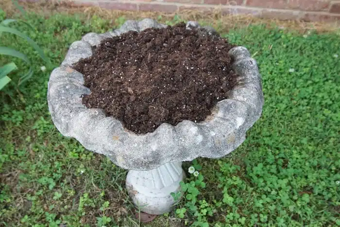 fill bird bath with dirt for plants