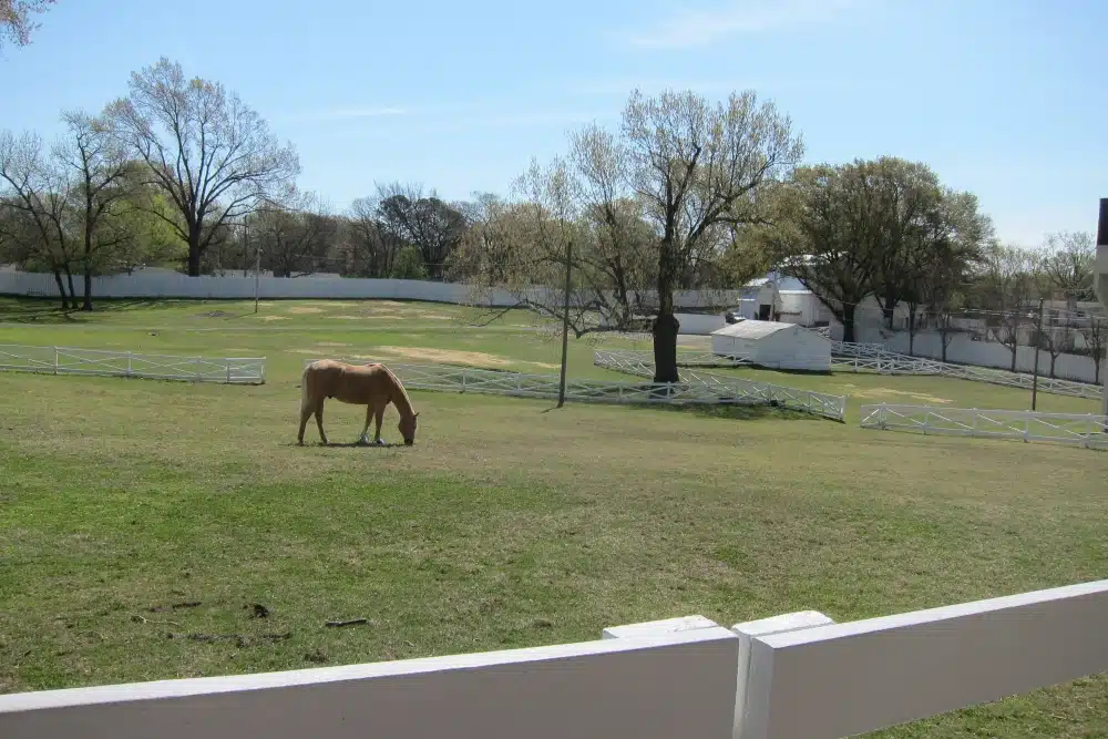 horses at Graceland