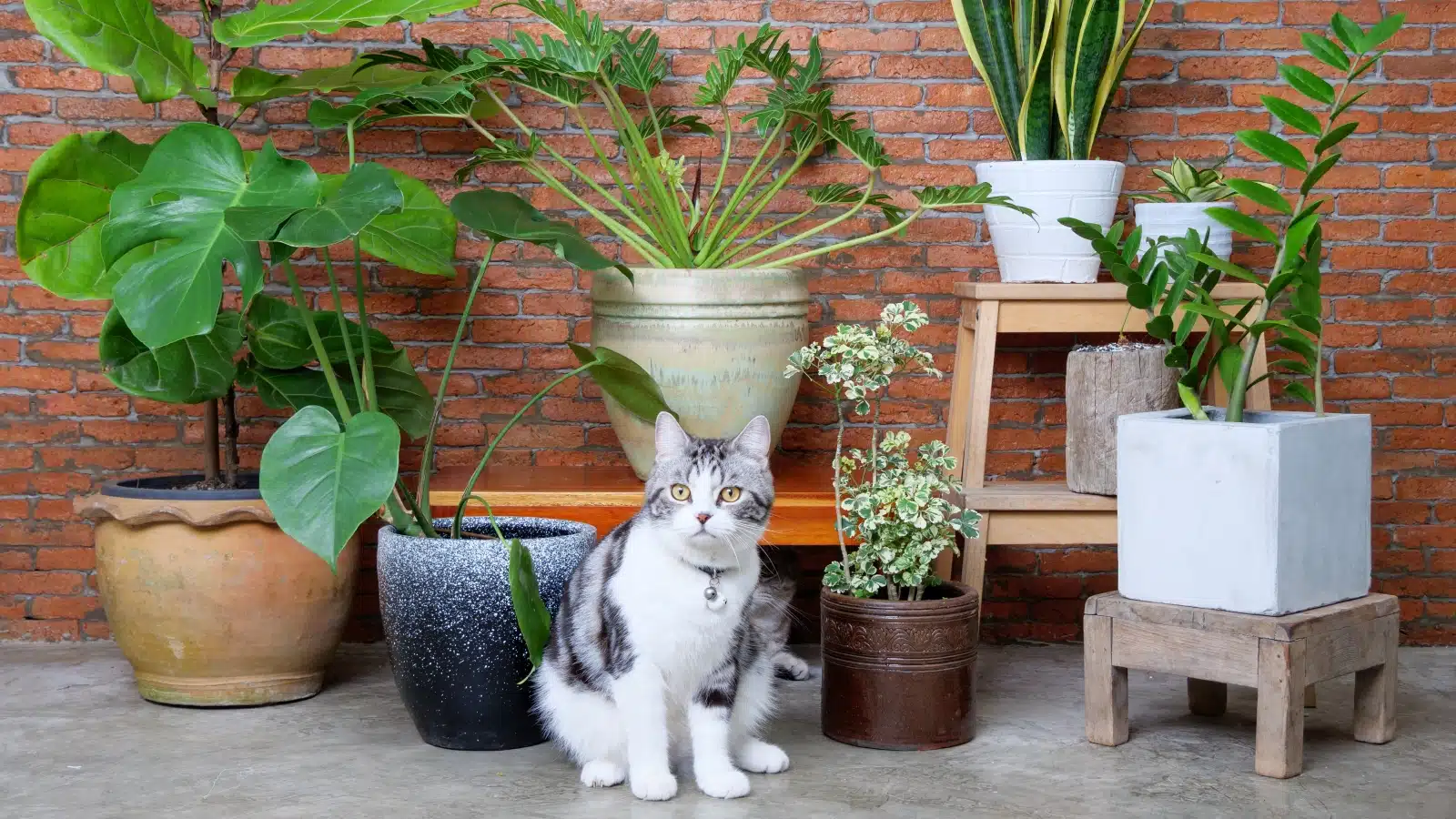 cat with houseplants
