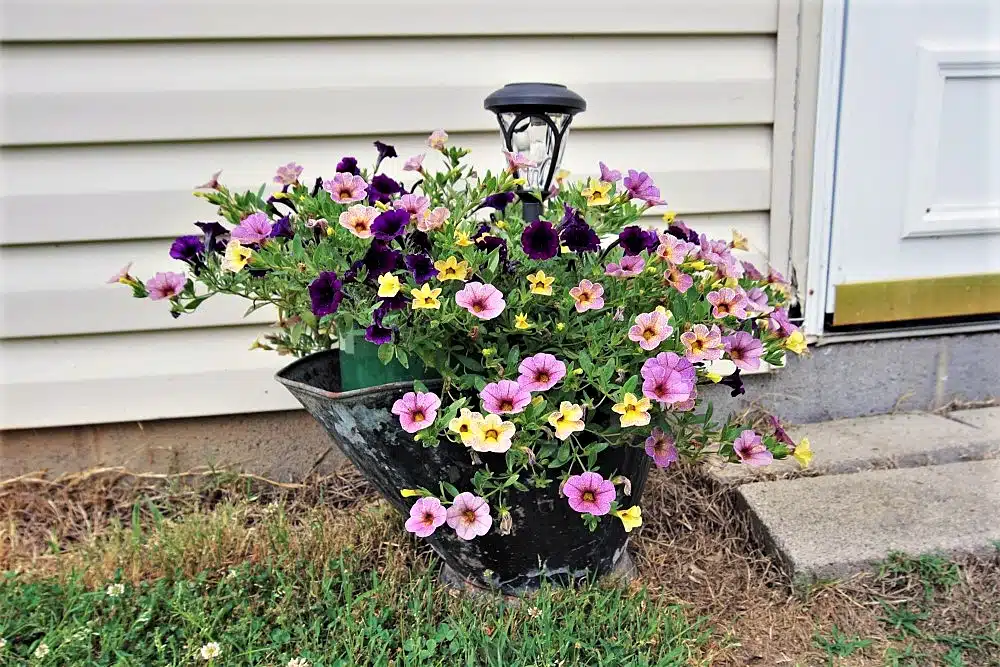 coal scuttle used as a flower container