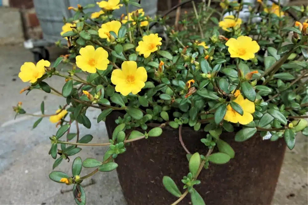 rusty iron pot flower container