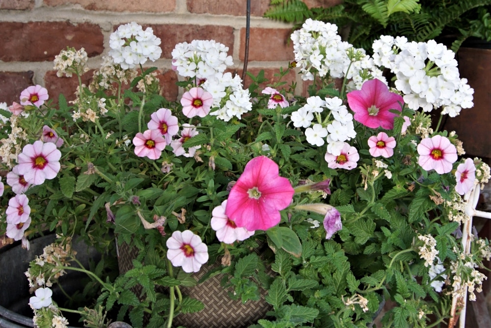 Summer Flowers Summer Flowers