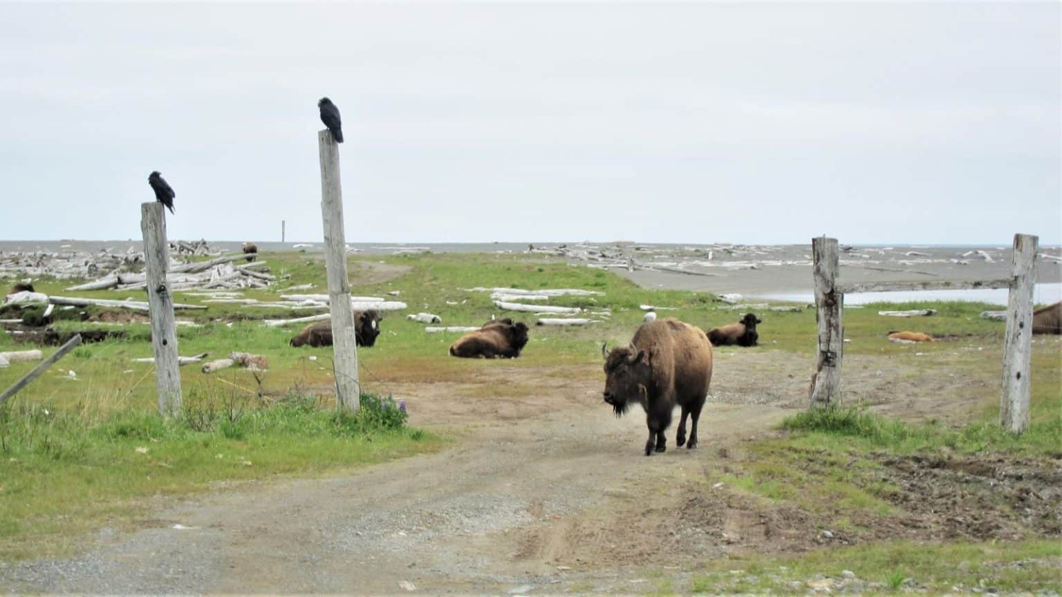 Buffalo on Kodiak Island Buffalo on Kodiak Island