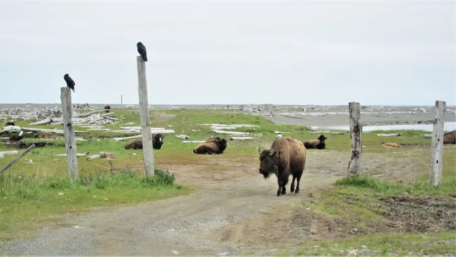 Buffalo on Kodiak Island