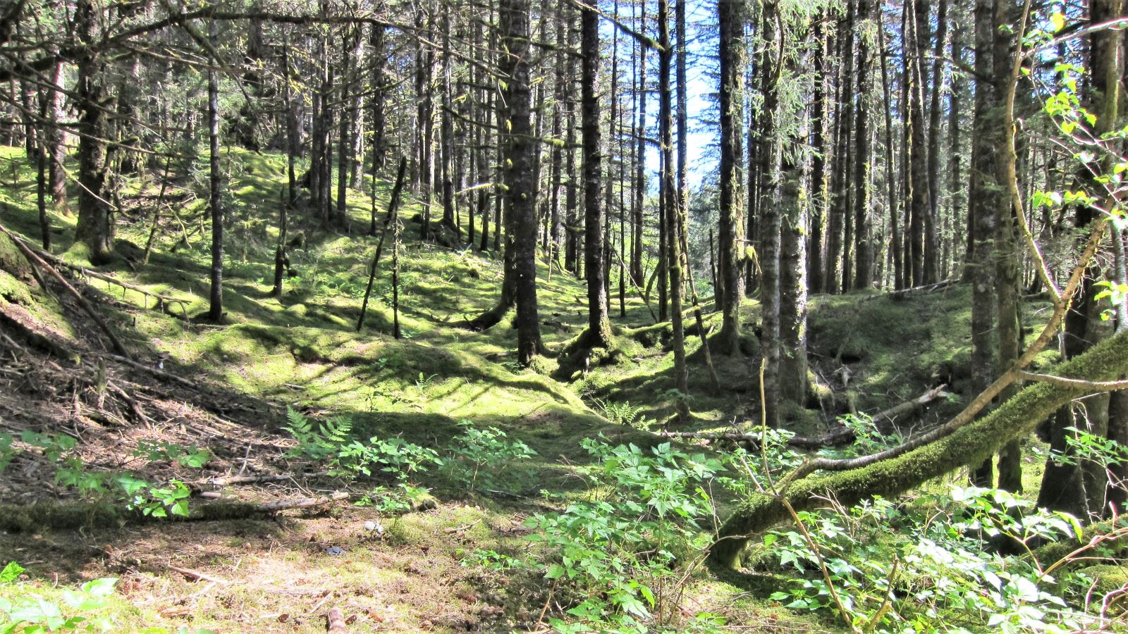 Kodiak Island vacation travel with Petticoat Junktion (27)