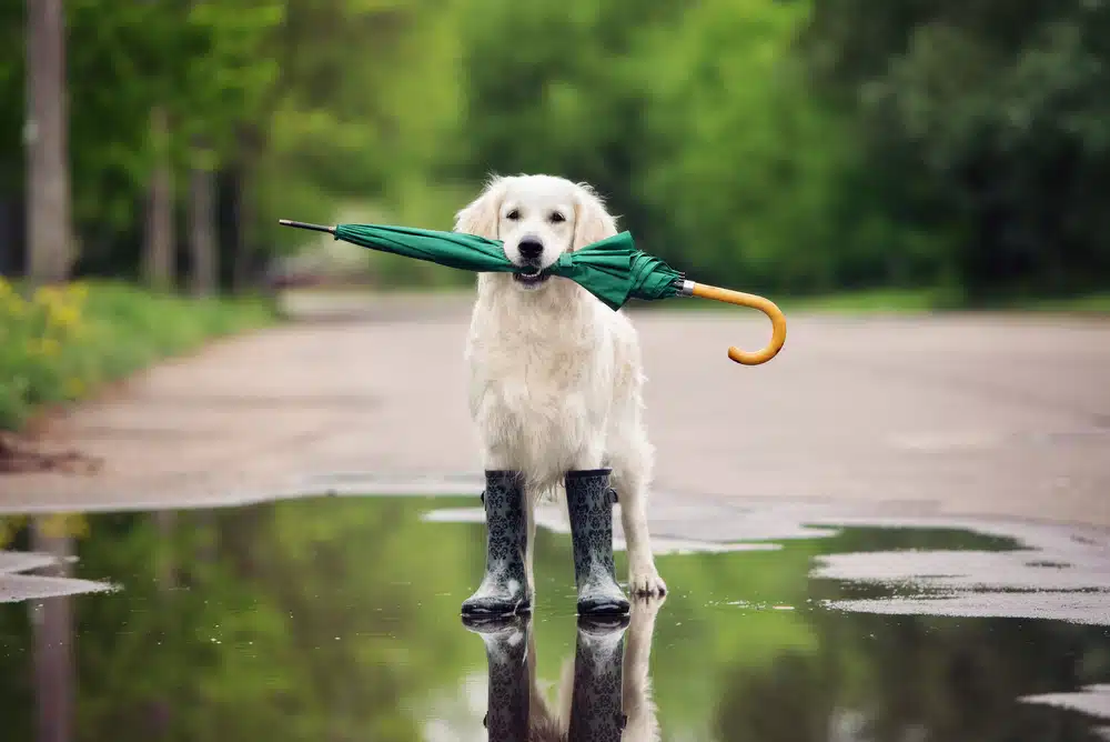 Dog with umbrella and rain boots
