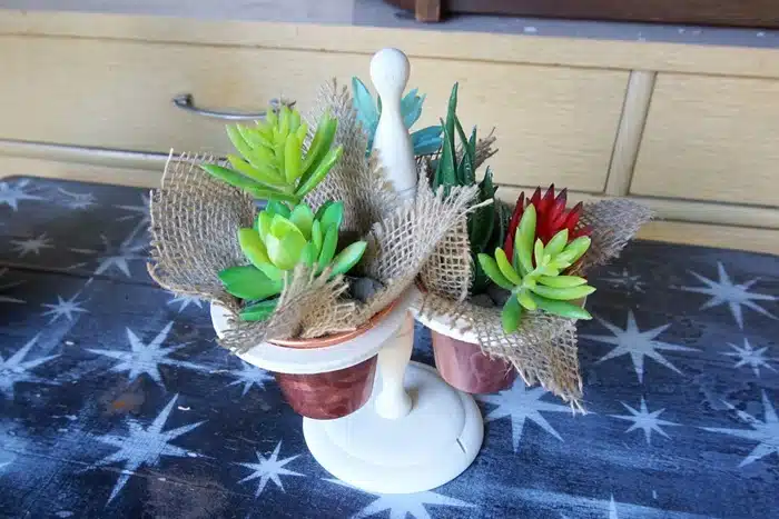 succulent project