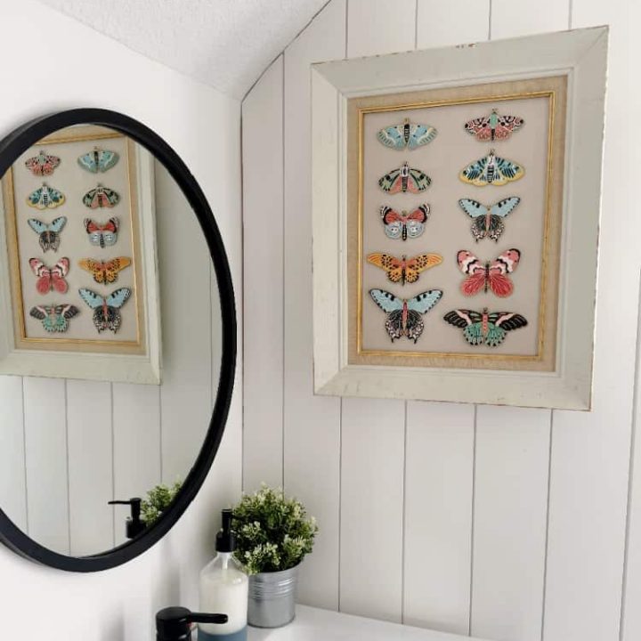 butterfly specimen art