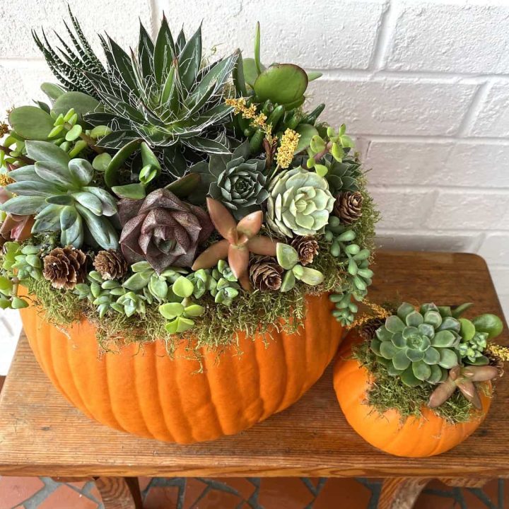 succulent pumpkins