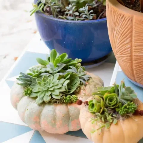 succulent pumpkins