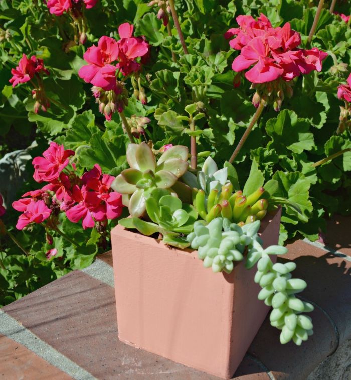 how to paint a wood box and turn it into a succulent planter for spring