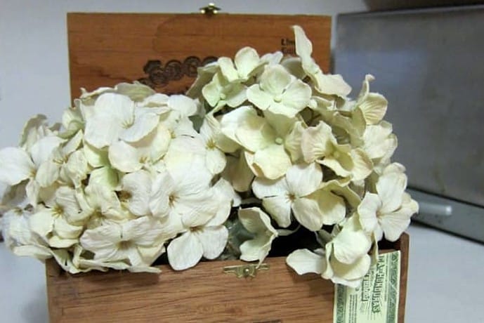 wood Cigar Box for displaying dried flowers