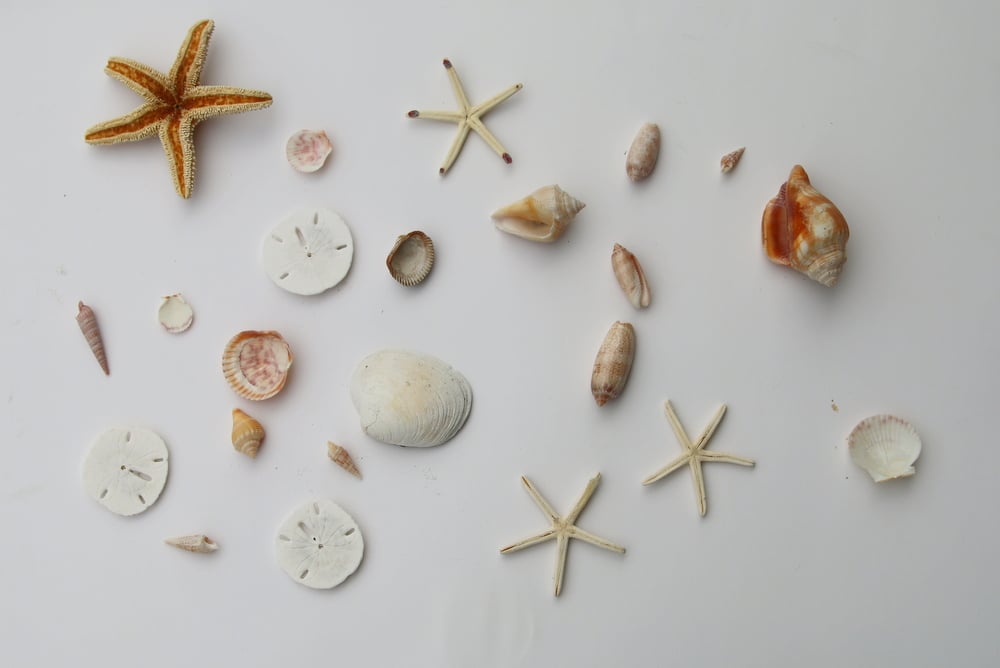 how ro spray paint seashells (2)