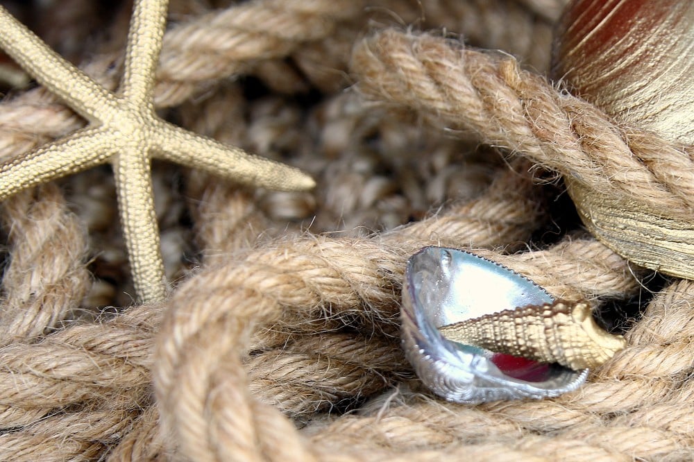 spray paint small seashells to make coastal decor 