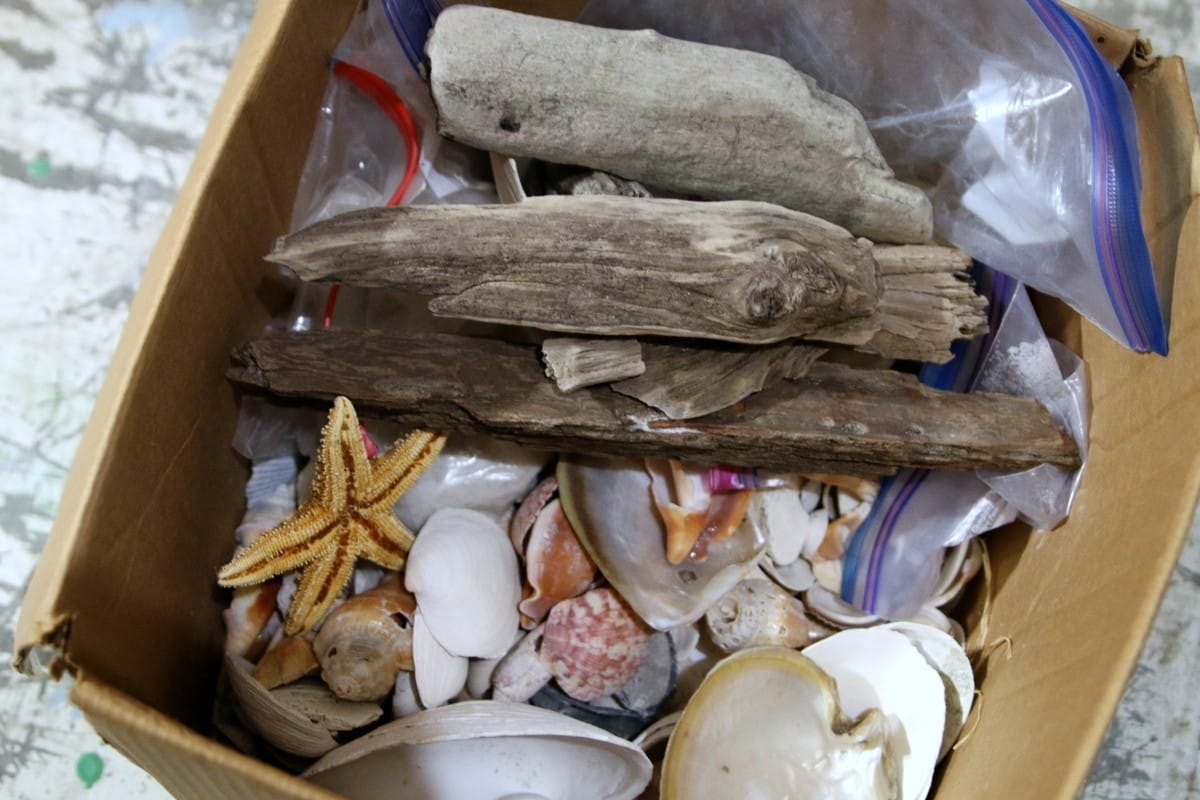 driftwood and seashells picked up on beach trips (Custom)
